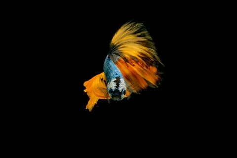 Siamese fighting fish. Foto stock