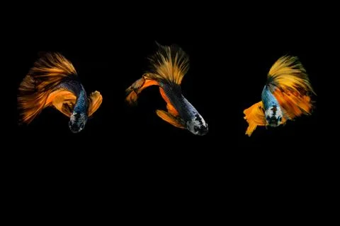 Siamese fighting fish. Foto stock