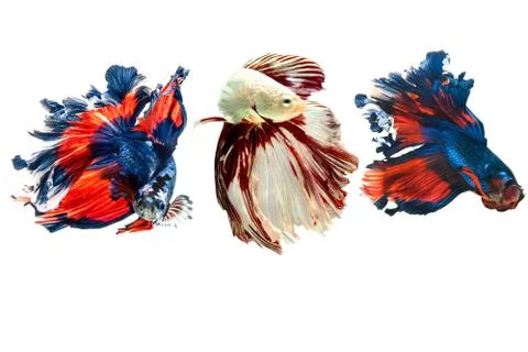 Siamese fighting fish. Foto stock