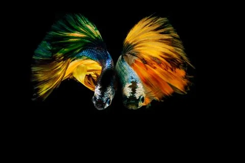 Siamese fighting fish. Foto stock