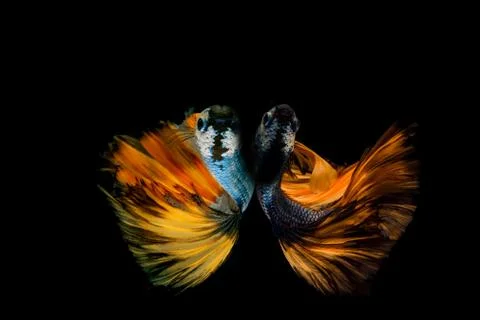 Siamese fighting fish. Foto stock
