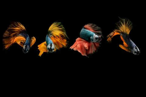 Siamese fighting fish. Foto stock