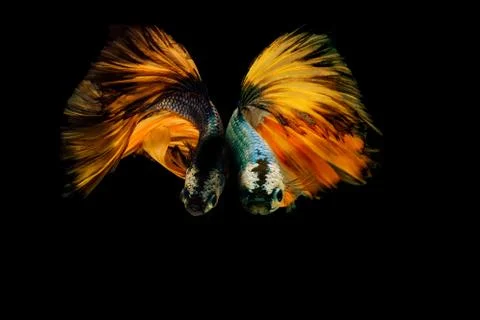 Siamese fighting fish. Foto stock