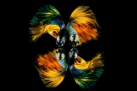 Siamese fighting fish. Foto stock