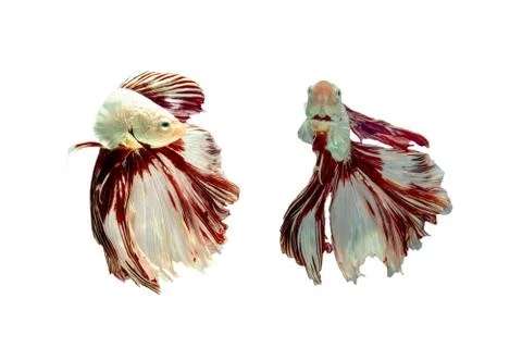 Siamese fighting fish. Foto stock