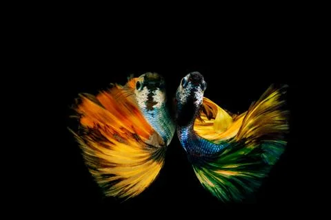 Siamese fighting fish. Foto stock