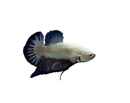 Siamese fighting fish Stock Photos