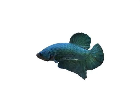 Siamese fighting fish Stock Photos