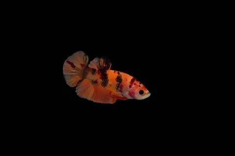 Siamese fighting fish Foto stock