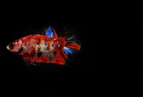 Siamese fighting fish Stock Photos
