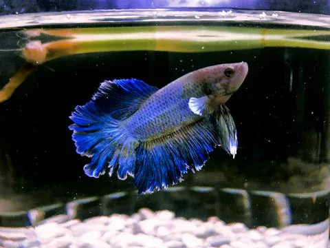 Siamese fighting fish Foto stock