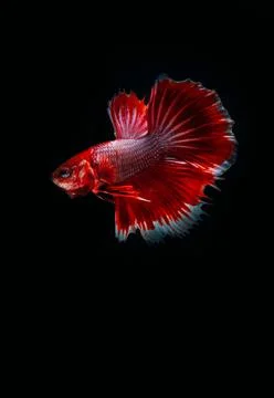 Siamese fighting fish Stock Photos