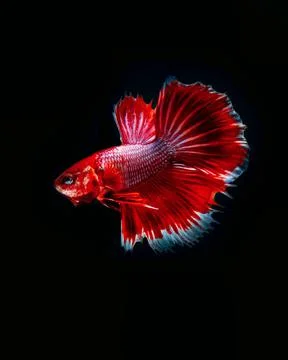 Siamese fighting fish Foto stock