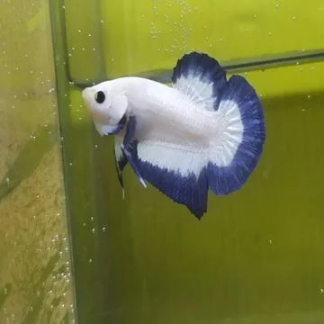 Siamese fighting fish Foto stock