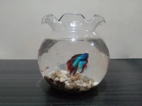 Siamese fighting fish Stock Photos