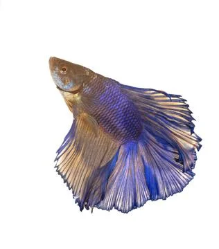 Siamese fighting fish in studio Stock Photos