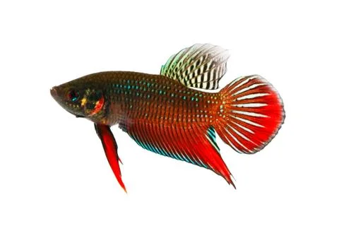Siamese fighting fish (wild type) Stock Photos