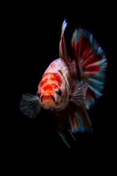 Siamese fighting fish(candy nemo ),Betta splendens,on black background  Stock Photos