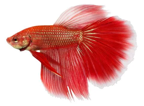 Siamese figthing fish Stock Photos