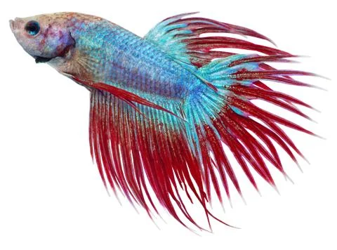 Siamese figthing fish Stock Photos