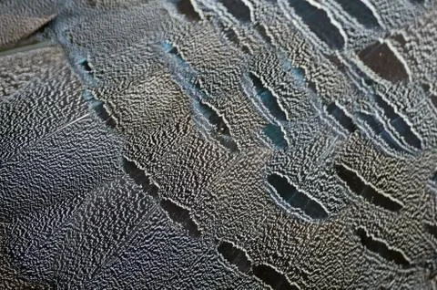 Siamese fireback feathers Stock Photos