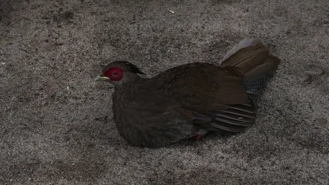 Siamese Fireback Pheasant (Pheasant Siamis) Video stock 119248536