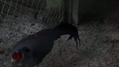 Siamese Fireback Pheasant (Pheasant Siamis) Stock Footage 119248632