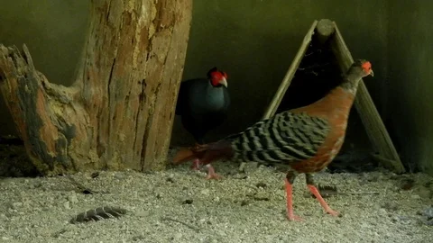 Siamese fireback walking in birdcage. Stock Footage 95659858
