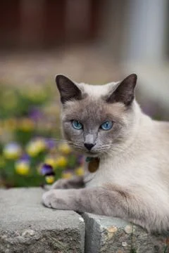 Siamese in the garden Stock Photos