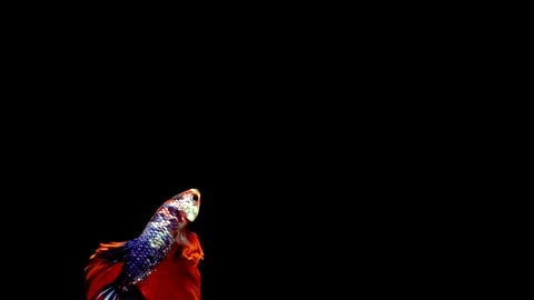 Siamese Half Moon Fighting Fish Betta Splendens Stockbeeldmateriaal 96146529