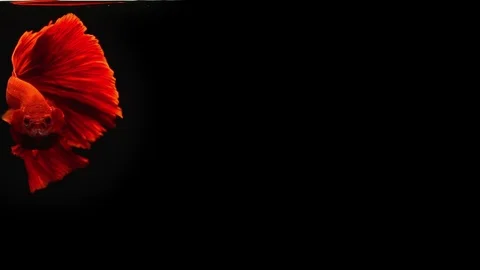 Siamese Half Moon Fighting Fish Betta Splendens 스톡 동영상 96146541