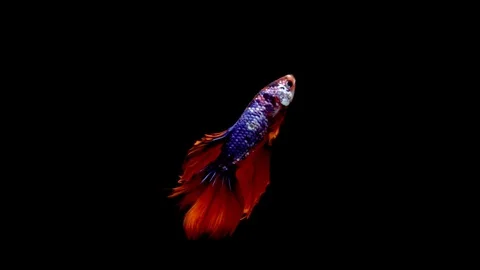 Siamese Half Moon Fighting Fish Betta Splendens Видео 96146757