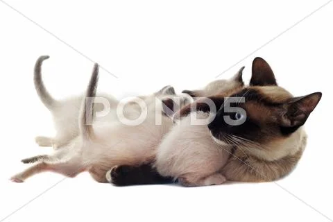 Siamese kitten and mother Stock Photos