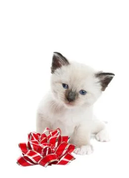 Siamese kitten with bow Stock Photos