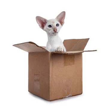 Siamese kitten in box on white background Stock Photos