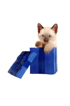Siamese kitten in a gift box Stock Photos