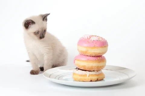Siamese kitten looking Stock Photos