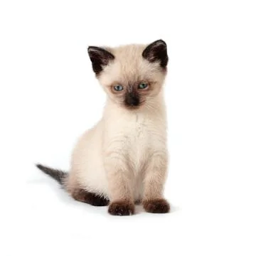 Siamese kitten Stock Photos