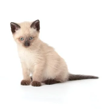 Siamese kitten Stock Photos