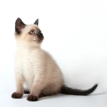 Siamese kitten Stock Photos