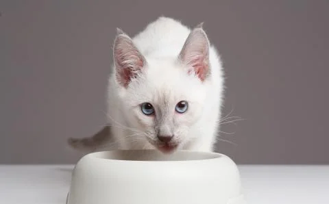 Siamese kitten. Stock Photos
