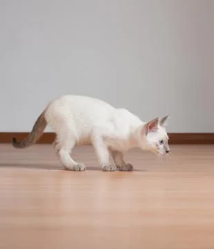 Siamese kitten. Stock Photos
