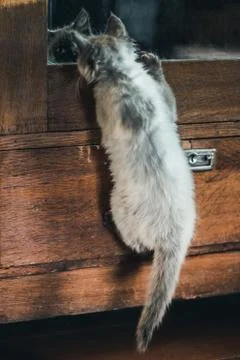 The siamese kitten is playing with its reflection in the mirror Stock Photos
