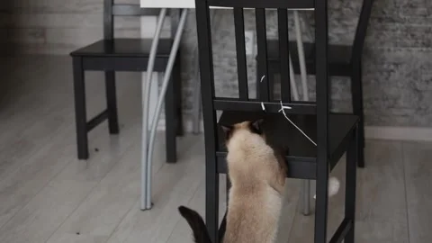 Siamese kitten plays with a toy mouse  動画素材 175149399
