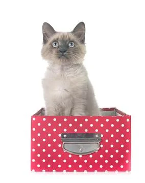 Siamese kitten in studio Foto stock