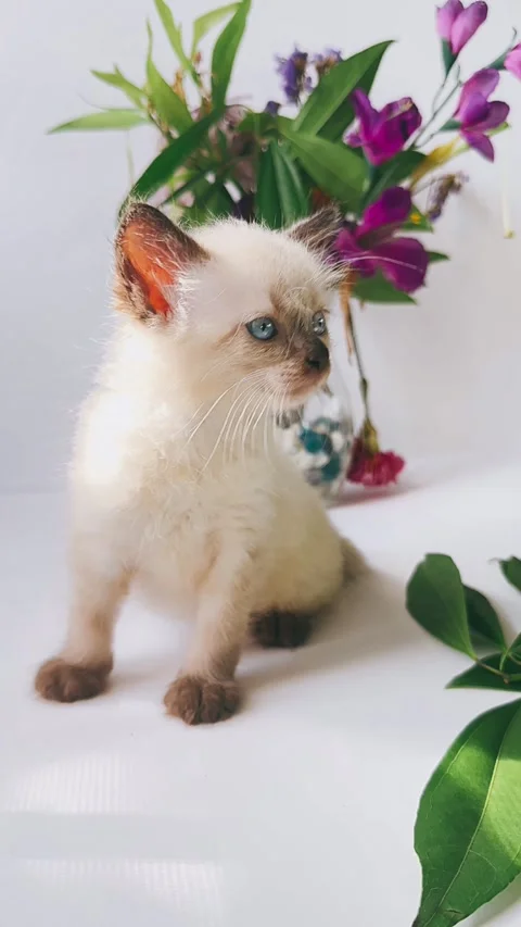 Siamese kitten, studio setting, flowers, background, charming, Stock Footage 290799921