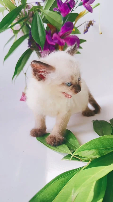 Siamese kitten, studio setting, looking at camera, flowers, background, Stock Footage 290798899