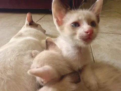 Siamese kittensSiamese kittens Stock Footage 313549626