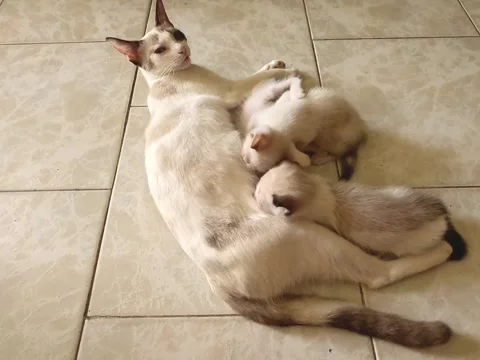 Siamese kittensSiamese kittens Stock Footage 313549628