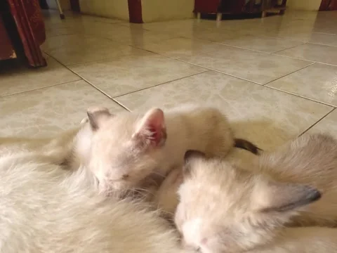 Siamese kittensSiamese kittens Stock Footage 313549739